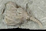 Two Fossil Crinoids (Dizygocrinus) - Warsaw Formation, Illinois #118880-1